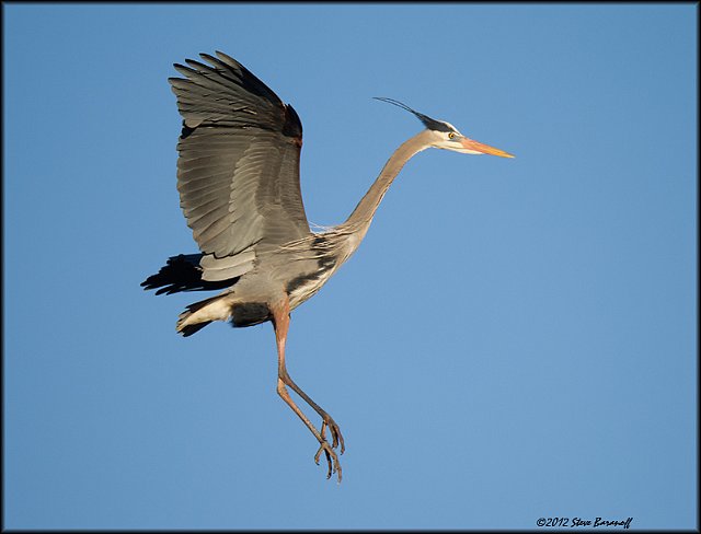 _2SB3641 great-blue heron landing.jpg